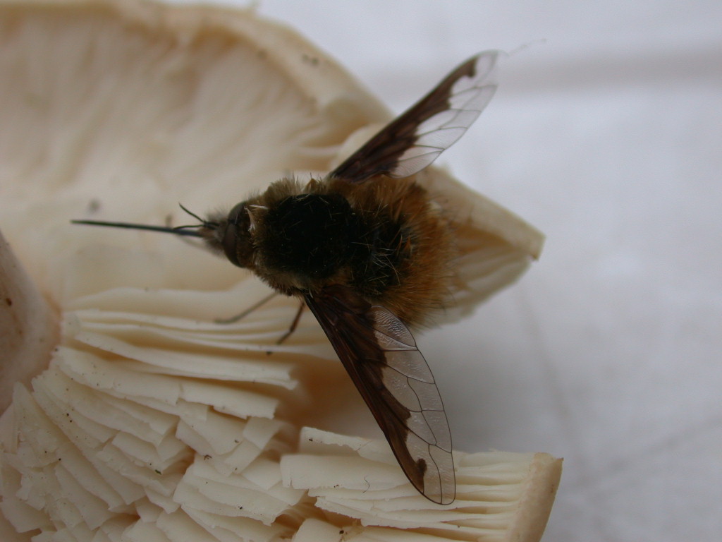 Bombilius major... e fungo